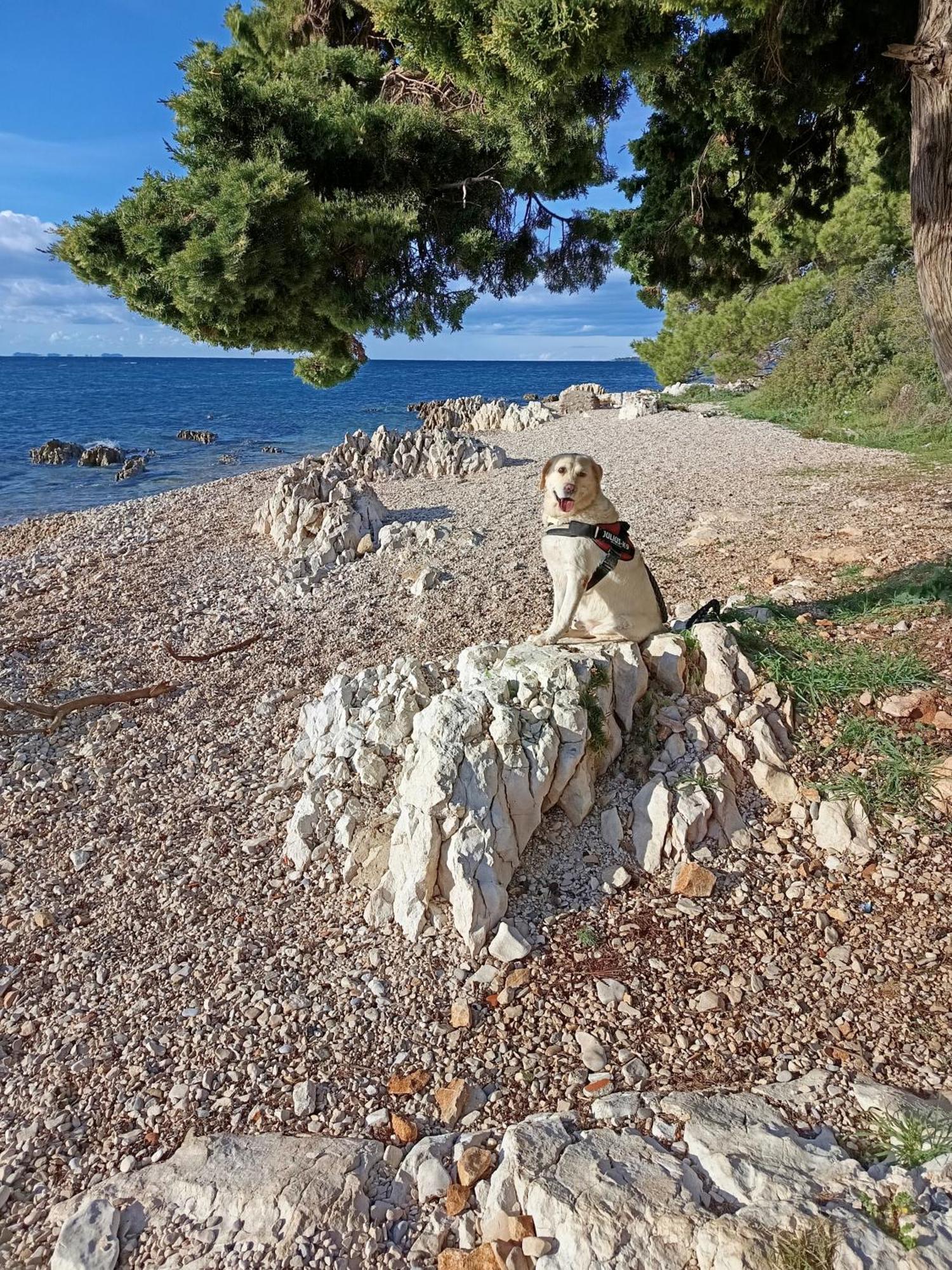 Ap Orion Lägenhet Zadar Exteriör bild